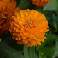 Double Zahara™ Bright Orange Zinnia