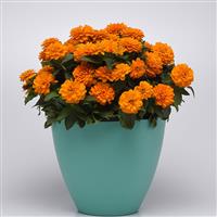 Double Zahara™ Bright Orange Zinnia