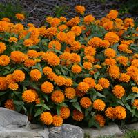 Double Zahara™ Bright Orange Zinnia