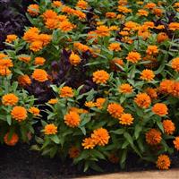 Double Zahara™ Bright Orange Zinnia