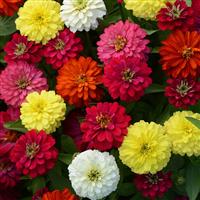 Double Zahara™ Mixture Zinnia