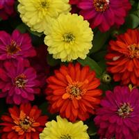 Double Zahara™ Brilliant Mixture Zinnia