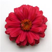 Double Zahara™ Cherry Zinnia