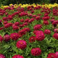 Double Zahara™ Cherry Zinnia