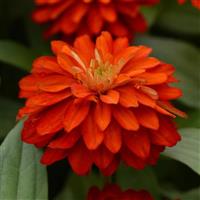 Double Zahara™ Fire Zinnia