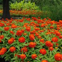 Double Zahara™ Fire Zinnia