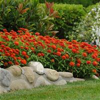 Double Zahara™ Fire Zinnia