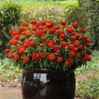 Double Zahara™ Fire Zinnia