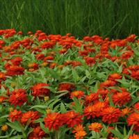 Double Zahara™ Fire Zinnia