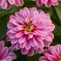 Double Zahara™ Raspberry Ripple Zinnia