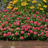 Double Zahara™ Raspberry Ripple Zinnia