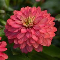 Double Zahara™ Salmon Zinnia