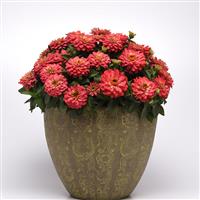 Double Zahara™ Salmon Zinnia