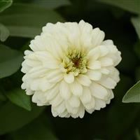 Double Zahara™ White Zinnia