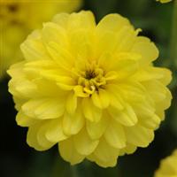 Double Zahara™ Yellow Zinnia