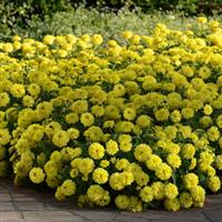 Double Zahara™ Yellow Zinnia