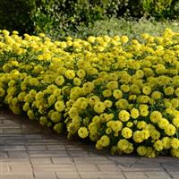 Double Zahara™ Yellow Zinnia