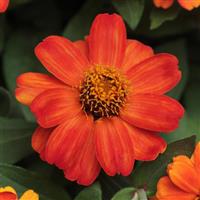 Zahara<sup>®</sup> Fire Zinnia