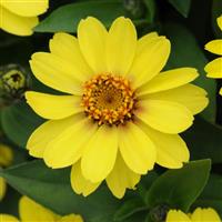 Zahara<sup>®</sup> Yellow Zinnia