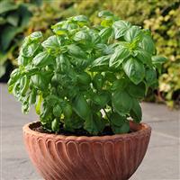 Dolce Fresca Basil