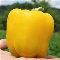 Sweet Canyon Yellow Pepper