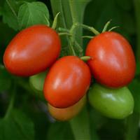 Little Napoli Tomato