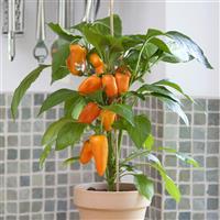 Fresh Bites Orange Edible Potted Pepper