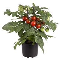 Cocoa Edible Potted Tomato