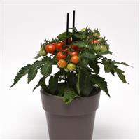 Red Velvet Edible Potted Tomato