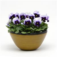 Spring Matrix™ Beaconsfield Pansy