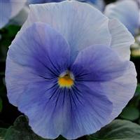 Spring Matrix™ Blue Pansy