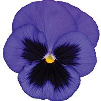 Spring Matrix™ Blue Blotch Pansy