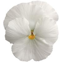 Spring Matrix™ White Pansy