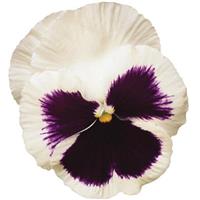 Spring Matrix™ White Blotch Pansy