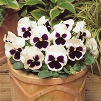 Spring Matrix™ White Blotch Pansy