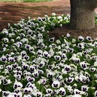 Spring Matrix™ White Blotch Pansy