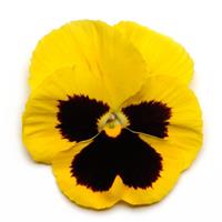 Spring Matrix™ Yellow Blotch Pansy