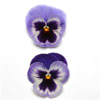 Spring Matrix™ Blue Wing Pansy