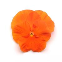 Spring Matrix™ Deep Orange Pansy