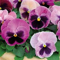 Spring Matrix™ Pink Shades Pansy