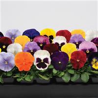 Spring Matrix™ Mixture Pansy