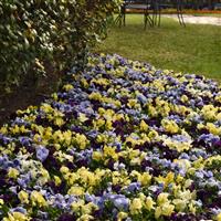 Spring Matrix™ Tricolor Mixture Pansy