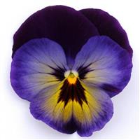 Spring Matrix™ Midnight Glow Pansy