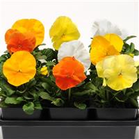 Spring Matrix™ Daffodil Mixture Pansy