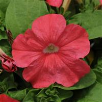 Pretty Flora™ Coral Petunia