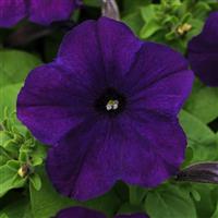 Pretty Flora™ Midnight Petunia