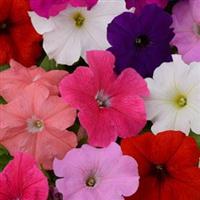 Pretty Flora™ Formula Mixture Petunia