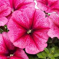 Pretty Flora™ Raspberry Vein Petunia