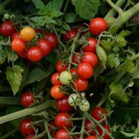 Candyland Red Tomato