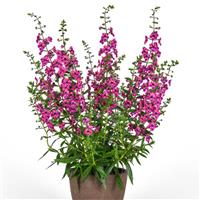 Guardian Angel™ Berry Sparkler Angelonia